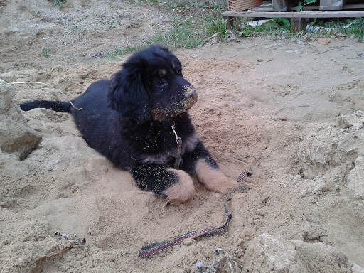 Maxíkovi se moc líbí písek